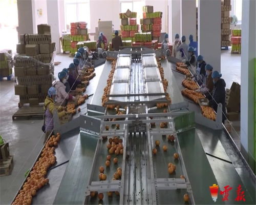 蔬菜捐贈(zèng)全國第一 云南累計(jì)向湖北捐贈(zèng)1.26萬噸初級(jí)農(nóng)產(chǎn)品，譜寫抗疫情深